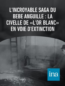 INA - L'incroyable saga du bébé anguille : la civelle de «l'or blanc» en voie d'extinction