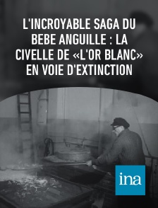 INA - L'incroyable saga du bébé anguille : la civelle de «l'or blanc» en voie d'extinction