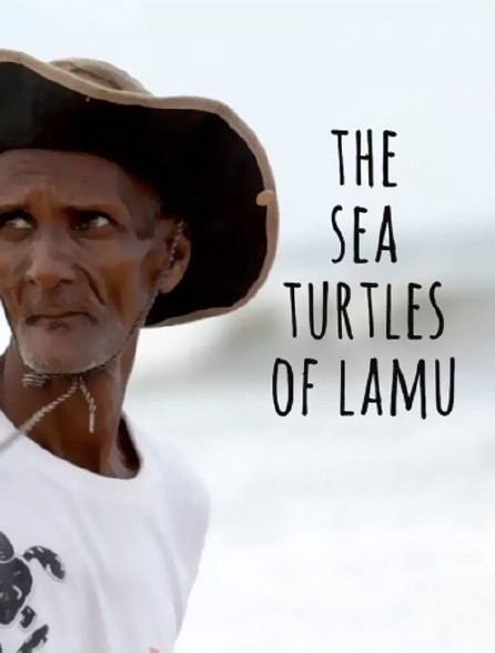 The sea turtles of lamu