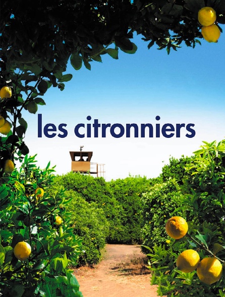 Les citronniers