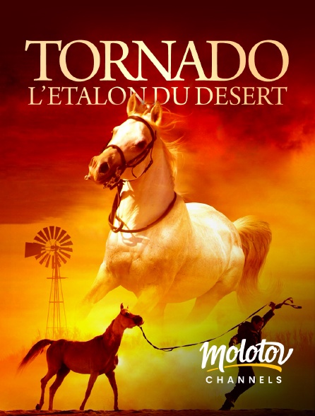 Molotov channels - Tornado, l'étalon du désert