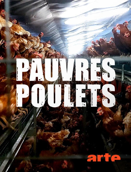 Arte - Pauvres poulets