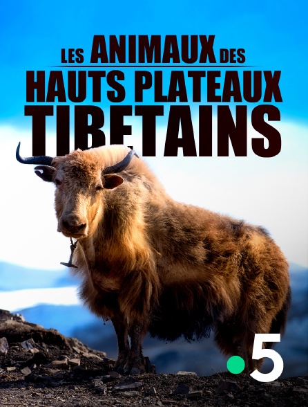 France 5 - Les animaux des hauts plateaux tibétains