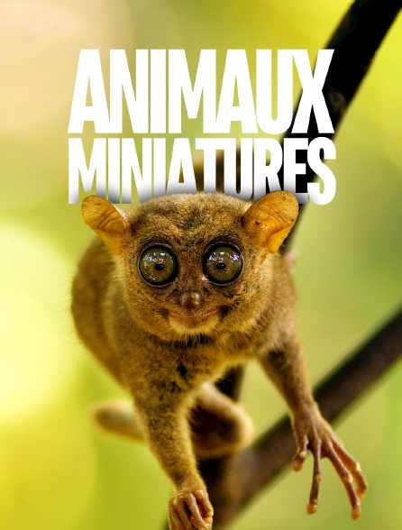 Animaux miniatures