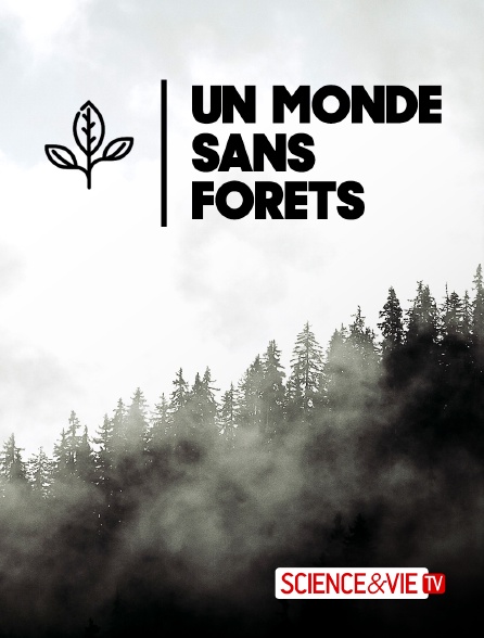 Science et Vie TV - Un monde sans forêts