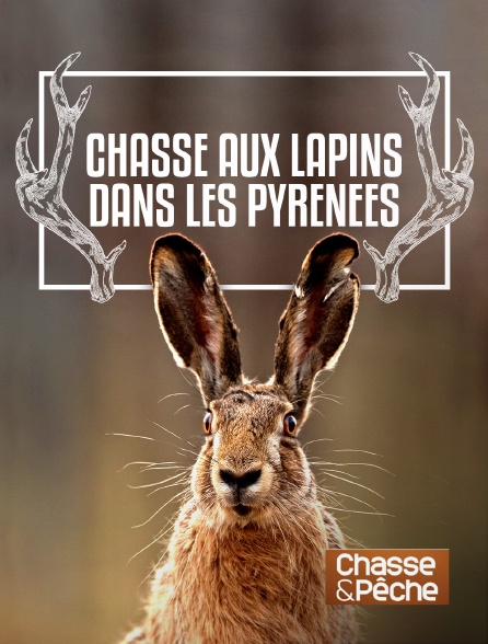 Chasse et pêche - Chasse aux lapins dans les Pyrénées