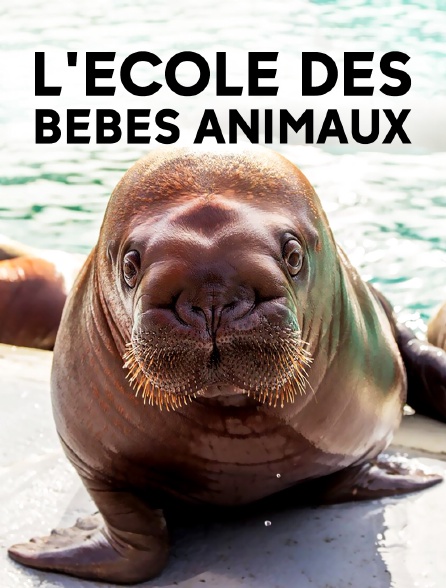 L'école des bébés animaux