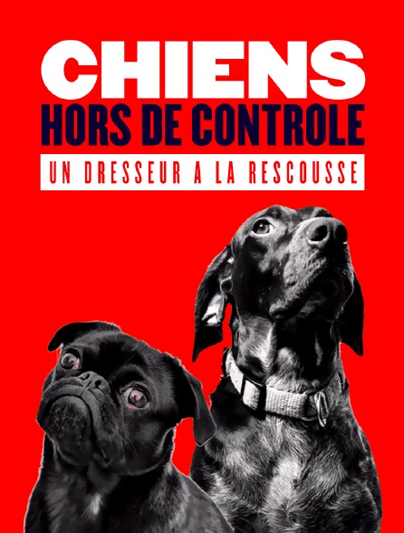 Chiens hors de contrôle : un dresseur à la rescousse - 29/12/2023 à 11h40