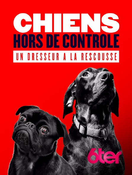 6ter - Chiens hors de contrôle : un dresseur à la rescousse