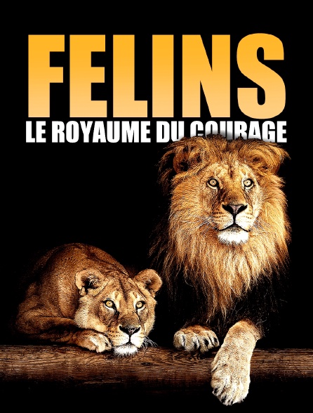 Félins: Le royaume du courage