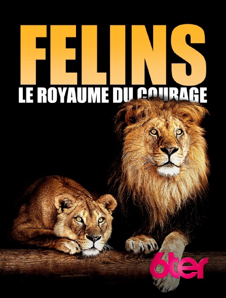 6ter - Félins: Le royaume du courage