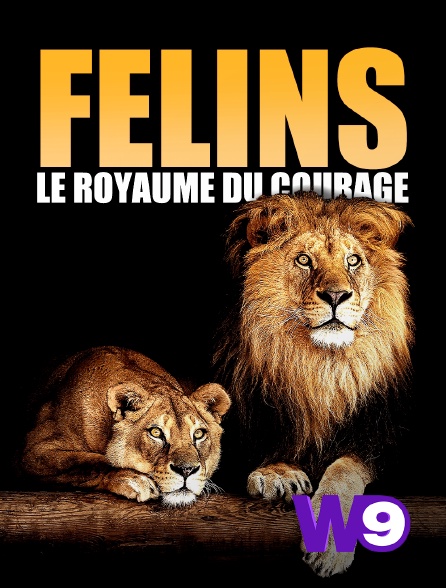 W9 - Félins: Le royaume du courage