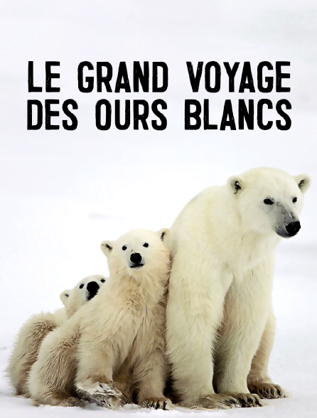 Le grand voyage des ours blancs