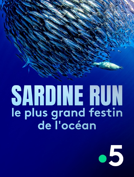 France 5 - Sardine Run, le plus grand festin de l'océan - 11/09/2024 à 12h03