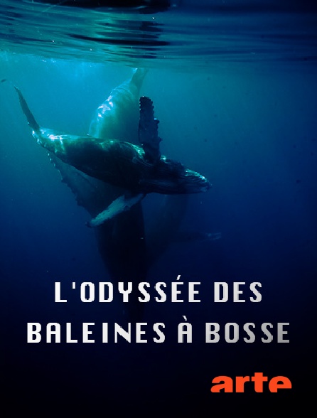 Arte - L'odyssée des baleines à bosse - 03/10/2024 à 09h25