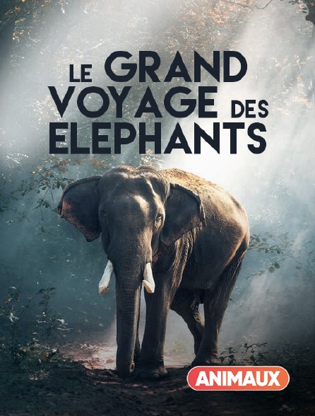 Animaux - La marche des éléphants - 22/09/2024 à 11h05