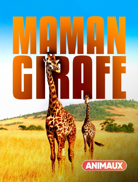 Animaux - Maman Girafe - 24/09/2024 à 00h55