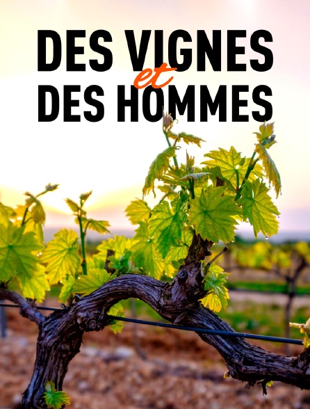 Des vignes et des hommes