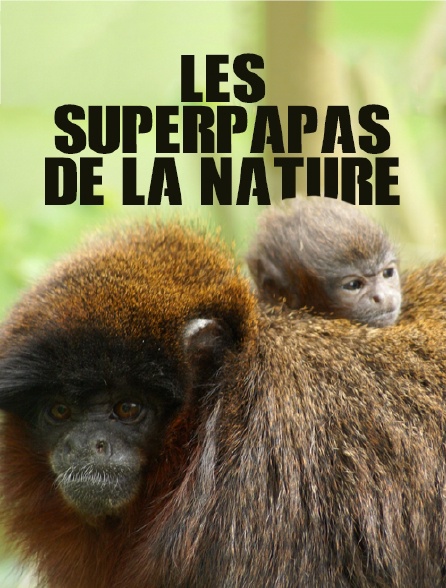 Les superpapas de la nature