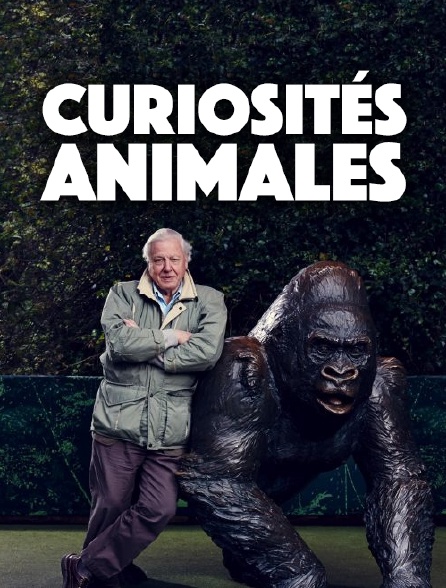 Curiosités animales