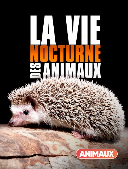 Animaux - La vie nocturne des animaux