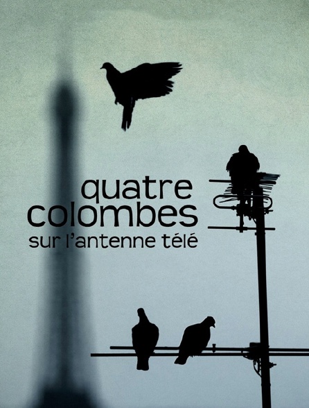 Quatre colombes sur l'antenne télé