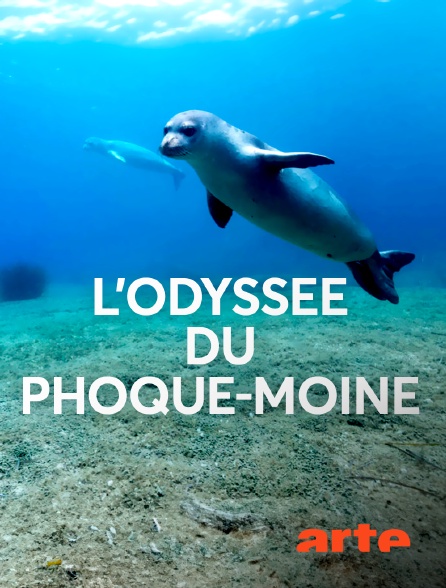 Arte - L'odyssée du phoque-moine