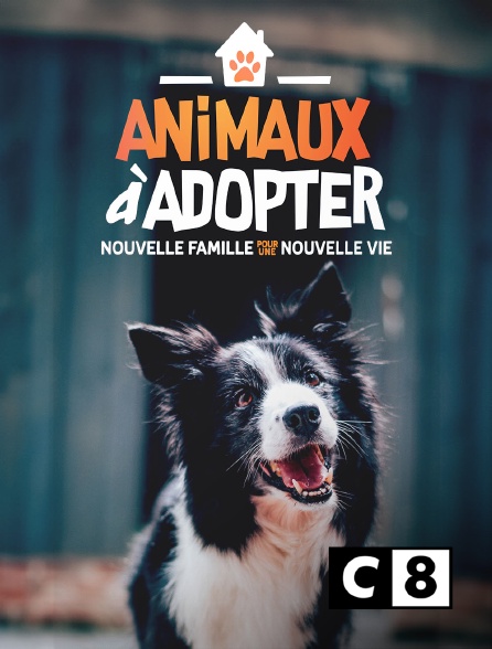 C8 - Animaux à adopter : nouvelle famille pour une nouvelle vie - 22/09/2024 à 13h23