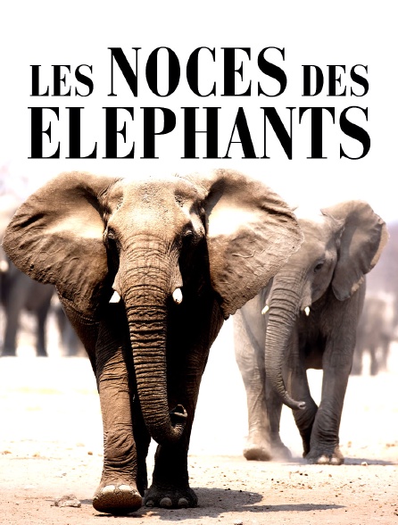 Les noces des éléphants