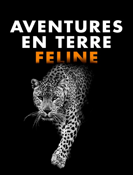 Aventures en terre féline