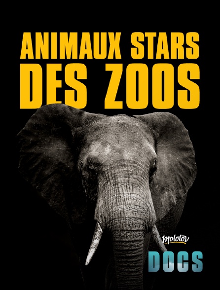 Molotov Channels Docs - Animaux stars des zoos