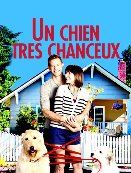 Un chien très chanceux