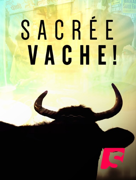 Spicee - Sacrée vache !