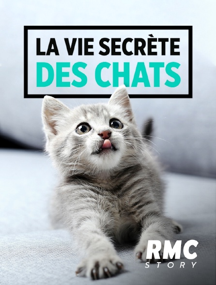 RMC Story - La vie secrète des chats