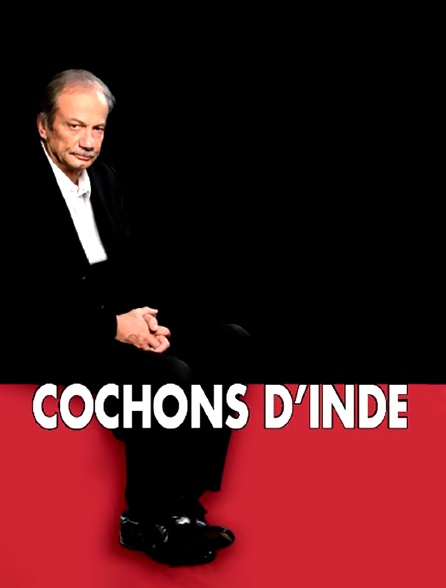 Cochons d'inde