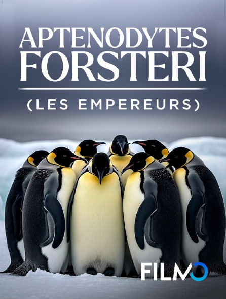 FilmoTV - Aptenodytes forsteri (les empereurs)