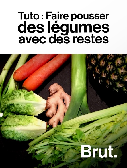 Brut - Tuto : Faire pousser des légumes avec des restes