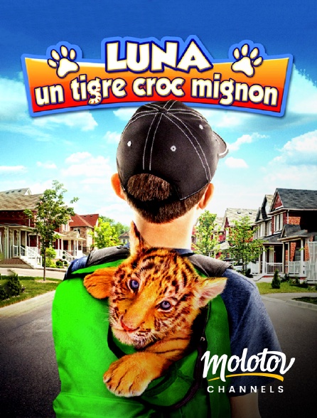 Molotov channels - Luna, un tigre croc mignon