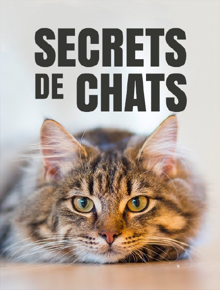 Secrets de chats