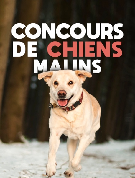 Concours de chiens malins