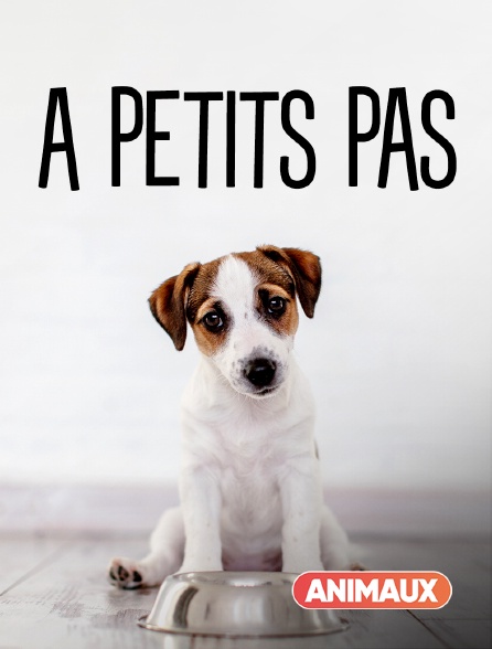 Animaux - A petits pas