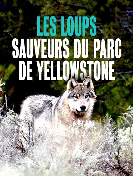 Les loups, sauveurs du parc de Yellowstone