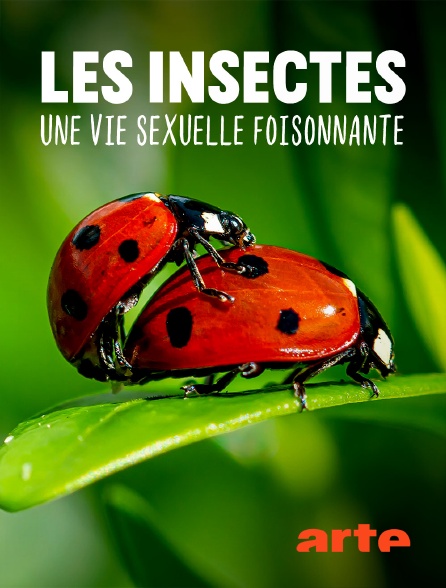 Arte - Les insectes, une vie sexuelle foisonnante