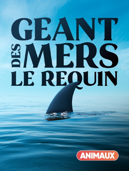 Animaux - Géant des mers : Le requin