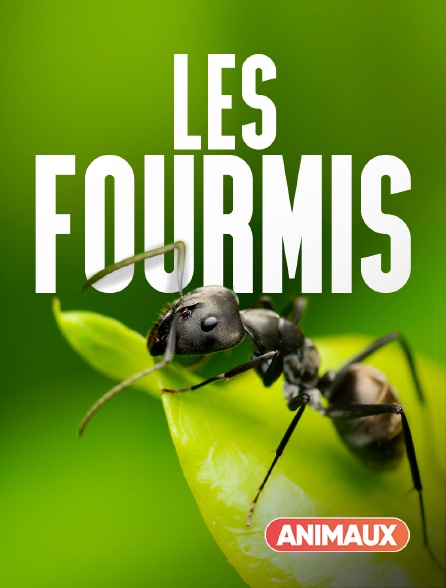 Animaux - Les fourmis