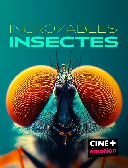 CINE+ Emotion - Incroyables insectes