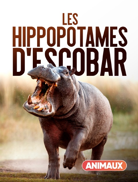 Animaux - Les hippopotames d'Escobar