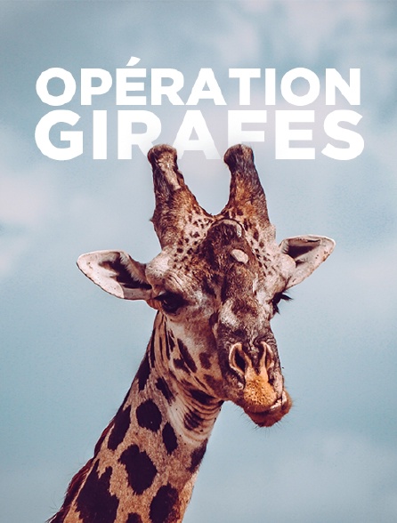 Opération girafes