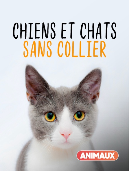 Animaux - Chiens et chats sans collier