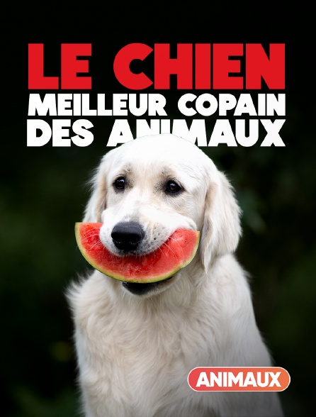 Animaux - Le chien, meilleur copain des animaux - 19/09/2024 à 16h45